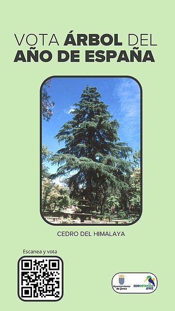 Cedro del Himalaya en Jerez