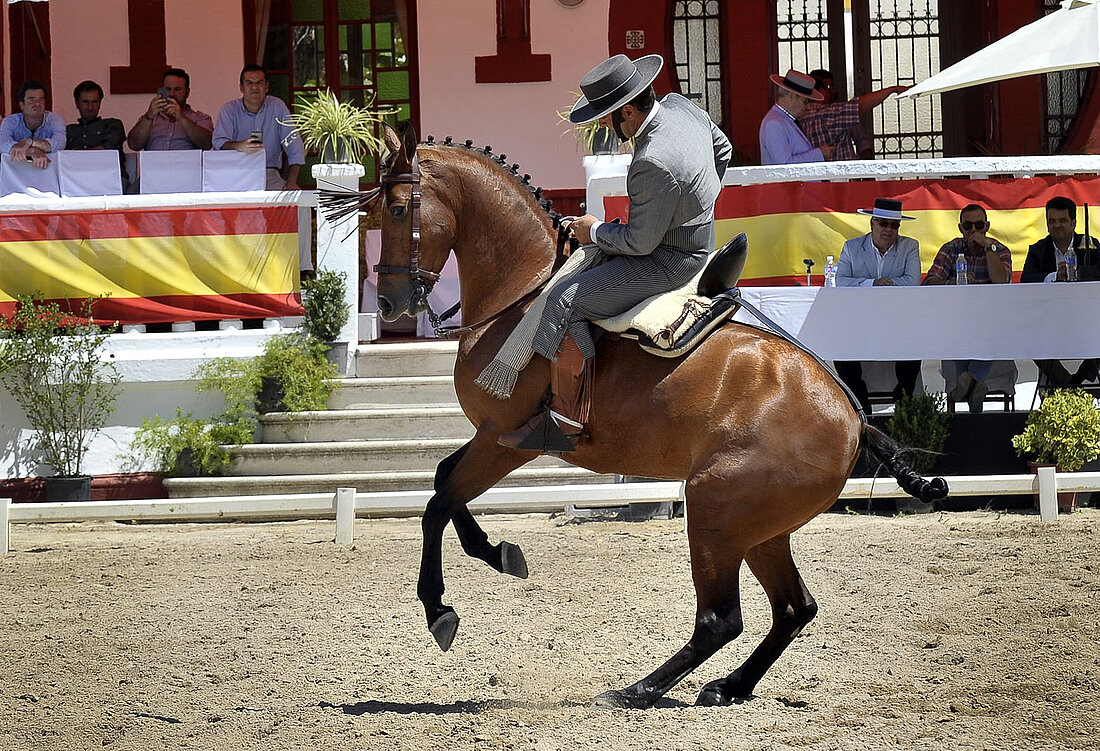 DOMA VAQUERA