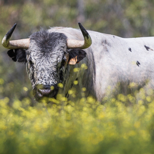 aprende de toros