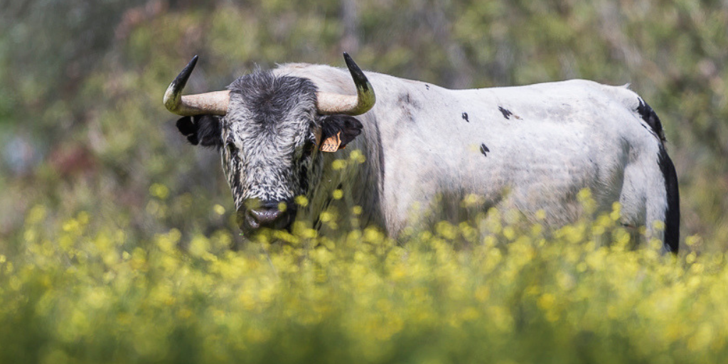 aprende de toros