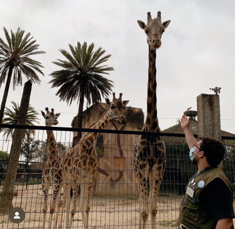 Muere la jirafa 'Jerez' del Zoobotánico