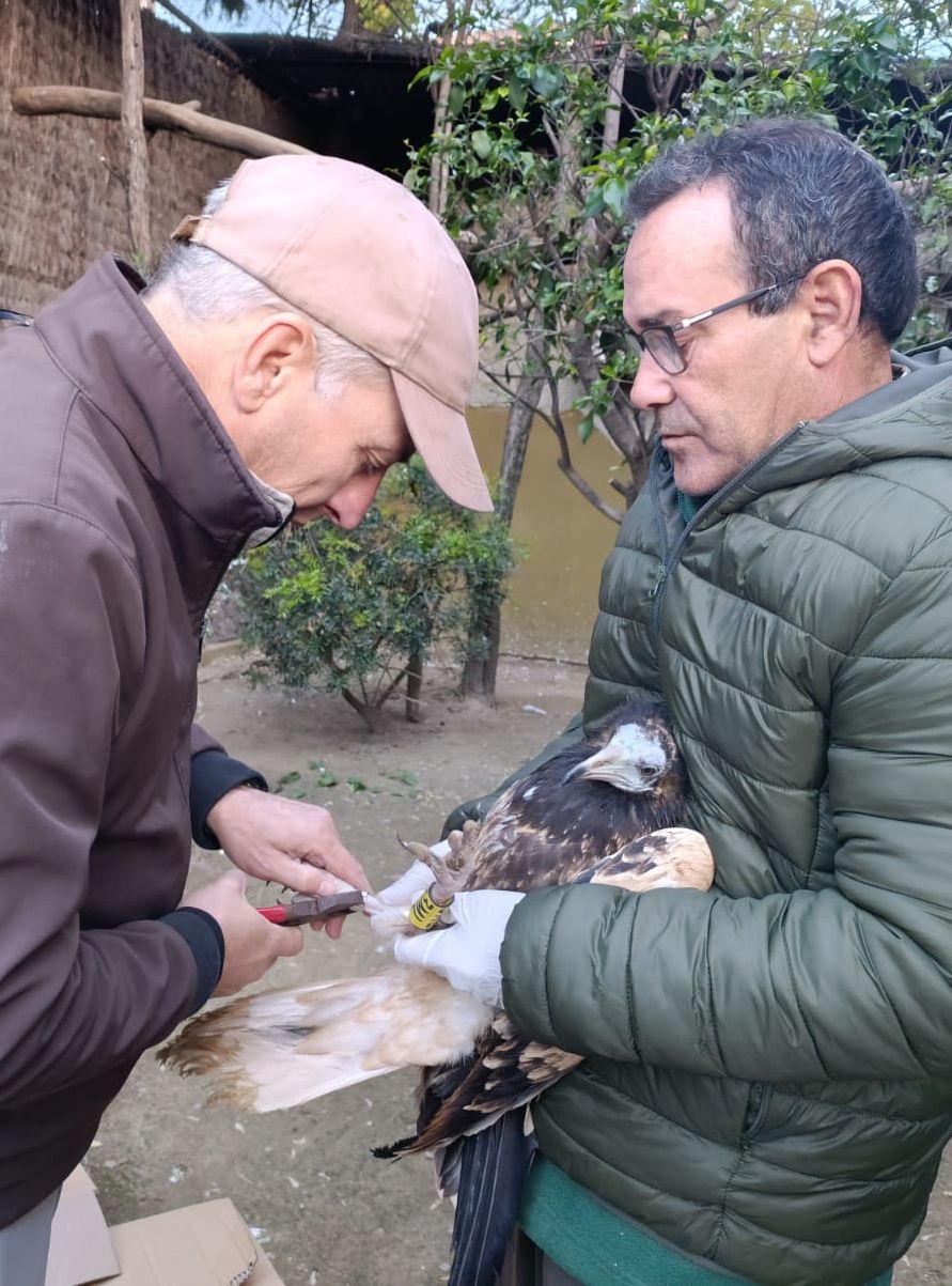 Los pollos de alimoche han sido trasladados