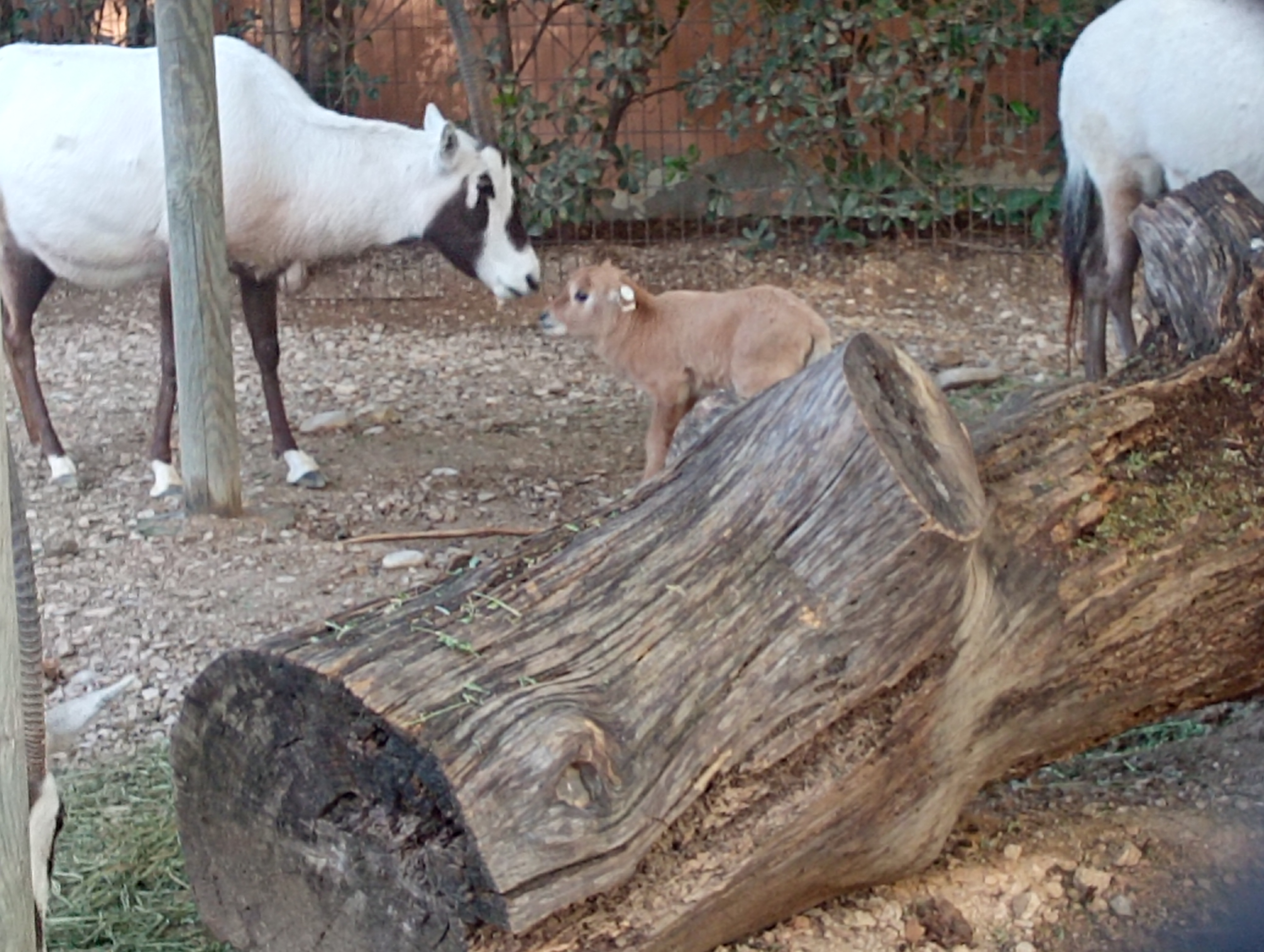 Nace una cría de Oryx en el Zoo