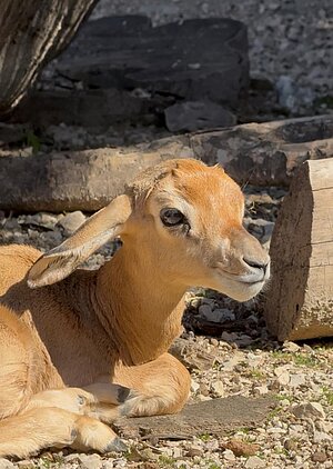 Una nueva cría de gacela dama ha nacido en el Zoobotánico