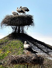 Biodiversidad en Jerez