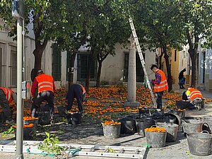 Campaña recogida naranjas agrias 2025