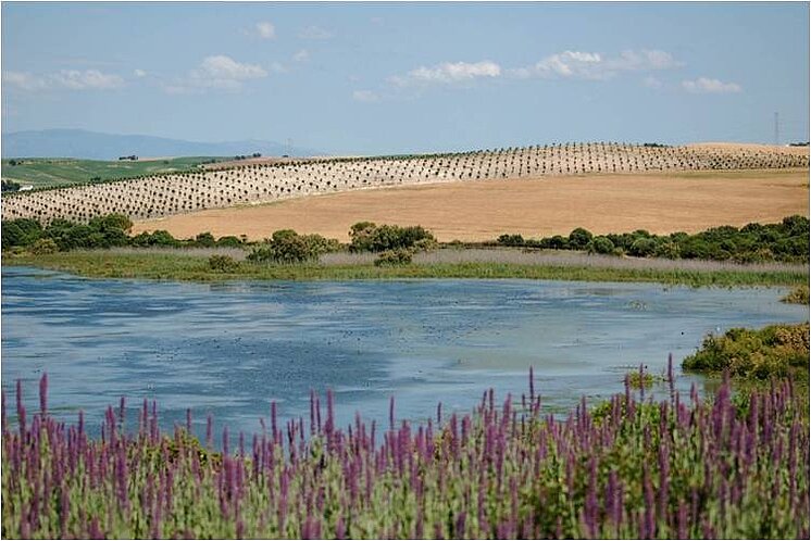 Laguna de Medina