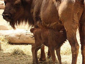 Nace cría de bisonte en el Zoo Jerez
